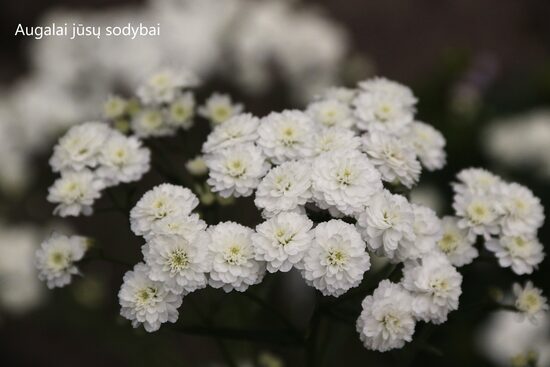 Čiaudulinė kraujažolė (Achillea ptarmica) 'The Pearl'